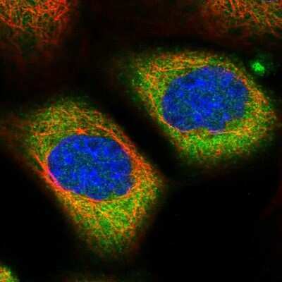 Immunocytochemistry/ Immunofluorescence ALMS1 Antibody