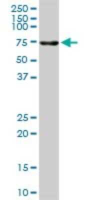 Western Blot ALPPL2 Antibody - Azide and BSA Free