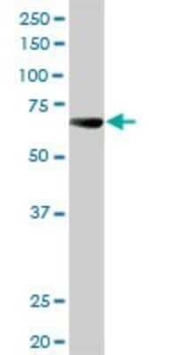 Western Blot ALPPL2 Antibody - Azide and BSA Free