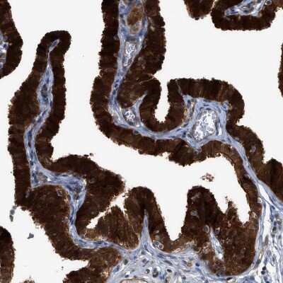 Immunohistochemistry-Paraffin: ALS2CR3 Antibody [NBP1-90182] - Staining of human Fallopian tube shows strong membranous and cytoplasmic positivity in glandular cells.