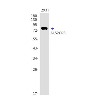 Western Blot: ALS2CR8 Antibody (S04-5G7) [NBP3-19568] - Western blot detection of ALS2CR8 in 293T lysates using ALS2CR8 antibody. Predicted band size: 81kDa. Observed band size: 81kDa.