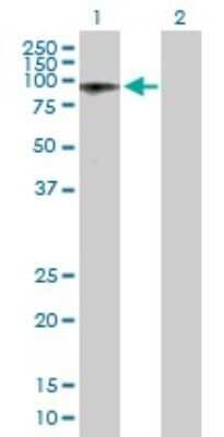 Western Blot: ALS2CR8 Antibody [H00079800-B01P] - Analysis of ALS2CR8 expression in transfected 293T cell line by ALS2CR8 polyclonal antibody.  Lane 1: ALS2CR8 transfected lysate(78.98 KDa). Lane 2: Non-transfected lysate.