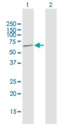 Western Blot: AMBN Antibody [H00000258-B01P] - Analysis of AMBN expression in transfected 293T cell line by AMBN polyclonal antibody.  Lane 1: AMBN transfected lysate(49.17 KDa). Lane 2: Non-transfected lysate.