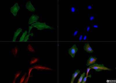 Immunocytochemistry/Immunofluorescence: AMBRA1 Antibody [NBP1-07124] - AMBRA1 antibody was tested in HeLa cells with DyLight 488 (green). Nuclei and alpha-tubulin were counterstained with DAPI (blue) and Dylight 550 (red).