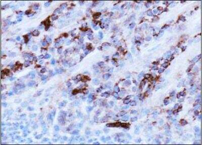 Immunohistochemistry: AMBRA1 Antibody [NBP1-07124] - IHC analysis of AMBRA1 in mouse brain using DAB with hematoxylin counterstain.