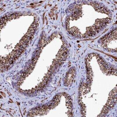 Immunohistochemistry-Paraffin: AMBRA1 Antibody [NBP2-32640] - Staining of human prostate shows strong cytoplasmic positivity in glandular cells.