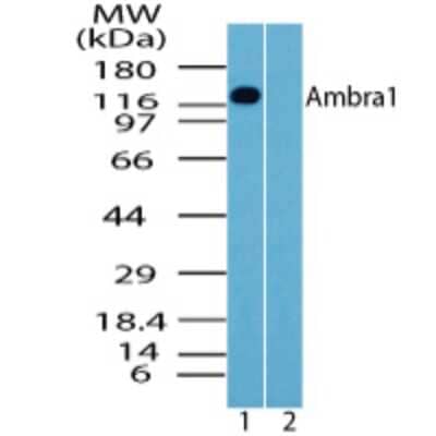 Western Blot AMBRA1 Antibody