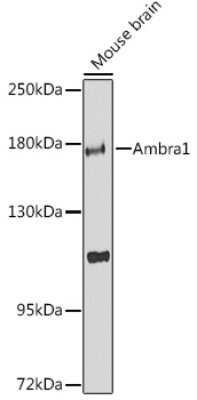 Western Blot: AMBRA1 Antibody [NBP2-92081] - Analysis of extracts of mouse brain, using AMBRA1 .Exposure time: 90s.