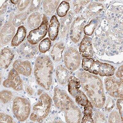 Immunohistochemistry-Paraffin: AMD1 Antibody [NBP1-87093] - Staining of human kidney shows strong cytoplasmic positivity in cells of tubules.