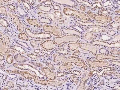 Immunohistochemistry-Paraffin: AMD1 Antibody [NBP2-97180] - Immunochemical staining of human AMD1 in human kidney with rabbit polyclonal antibody at 1:100 dilution, formalin-fixed paraffin embedded sections.