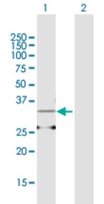 Western Blot: AMD1 Antibody [H00000262-B01P] - Analysis of AMD1 expression in transfected 293T cell line by AMD1 polyclonal antibody.  Lane 1: AMD1 transfected lysate(36.74 KDa). Lane 2: Non-transfected lysate.