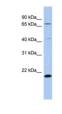 Western Blot: AMD1 Antibody [NBP1-54975] - Titration: 0.2-1 ug/ml, Positive Control: THP-1 cell lysate.