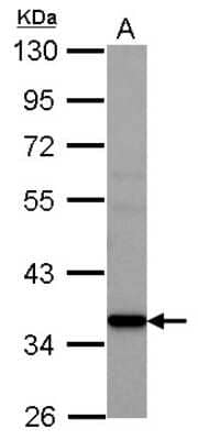 Western Blot: AMD1 Antibody [NBP2-15372] - Sample (30 ug of whole cell lysate) A: A431 10% SDS PAGE; antibody diluted at 1:1000.