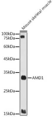 Western Blot: AMD1 Antibody [NBP3-16479] - Western blot analysis of extracts of Mouse skeletal muscle, using AMD1 antibody (NBP3-16479) at 1:1000 dilution. Secondary antibody: HRP Goat Anti-Rabbit IgG (H+L) at 1:10000 dilution. Lysates/proteins: 25ug per lane. Blocking buffer: 3% nonfat dry milk in TBST. Detection: ECL Basic Kit. Exposure time: 60s.