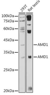 Western Blot: AMD1 Antibody [NBP3-16479] - Western blot analysis of extracts of various cell lines, using AMD1 antibody (NBP3-16479) at 1:1000 dilution. Secondary antibody: HRP Goat Anti-Rabbit IgG (H+L) at 1:10000 dilution. Lysates/proteins: 25ug per lane. Blocking buffer: 3% nonfat dry milk in TBST. Detection: ECL Basic Kit. Exposure time: 180s.