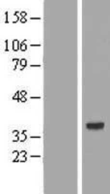 Western Blot: AMD1 Overexpression Lysate (Adult Normal) [NBP2-08187] Left-Empty vector transfected control cell lysate (HEK293 cell lysate); Right -Over-expression Lysate for AMD1.