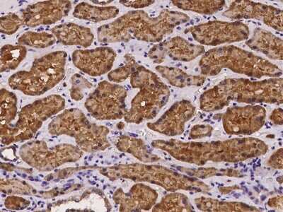 Immunohistochemistry-Paraffin: AMDHD1 Antibody [NBP2-97181] - Immunochemical staining of human AMDHD1 in human kidney with rabbit polyclonal antibody at 1:100 dilution, formalin-fixed paraffin embedded sections.