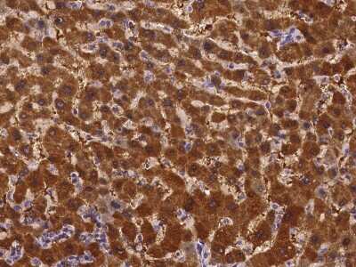 Immunohistochemistry-Paraffin: AMDHD1 Antibody [NBP2-97181] - Immunochemical staining of human AMDHD1 in human liver with rabbit polyclonal antibody at 1:100 dilution, formalin-fixed paraffin embedded sections.