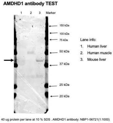 Western Blot: AMDHD1 Antibody [NBP1-56721] - AMDHD1 antibody tested in WB. Image from verified customer review.