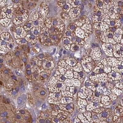 Immunohistochemistry-Paraffin: AMDHD2 Antibody [NBP1-84515] - Staining of human adrenal gland.