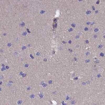 Immunohistochemistry-Paraffin: AMDHD2 Antibody [NBP1-84515] - Staining of human cerebral cortex.