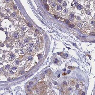 <b>Independent Antibodies Validation. </b>Immunohistochemistry-Paraffin: AMDHD2 Antibody [NBP1-84515] - Staining of human testis.