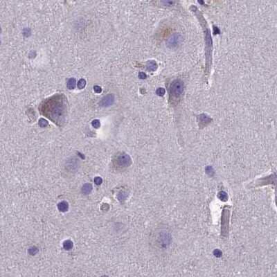Immunohistochemistry-Paraffin: AMDHD2 Antibody [NBP1-84516] - Staining of human cerebral cortex.