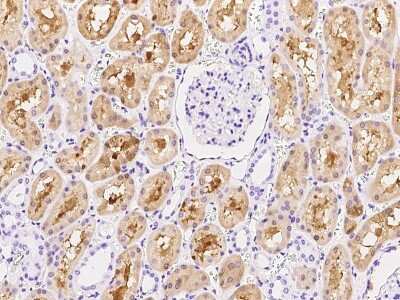 Immunohistochemistry-Paraffin: AMDHD2 Antibody [NBP2-99173] - Immunochemical staining of human AMDHD2 in human kidney with rabbit polyclonal antibody at 1:1000 dilution, formalin-fixed paraffin embedded sections.