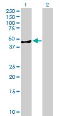 Western Blot: AMDHD2 Antibody [H00051005-B01P] - Analysis of AMDHD2 expression in transfected 293T cell line by AMDHD2 polyclonal antibody.  Lane 1: CGI-14 transfected lysate(48.29 KDa). Lane 2: Non-transfected lysate.