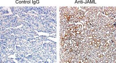 Immunohistochemistry-Paraffin: AMICA/JAML Antibody [NBP2-14286] - Immunohistochemical analysis of paraffin embedded mouse kidney tissue using control rabbit IgG (left) and anti-AMICA/JAML antibody (right). Image from verified customer review.