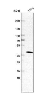 Western Blot: AMICA/JAML Antibody [NBP2-14286] - Analysis in human lung tissue.