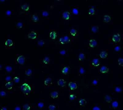 Immunocytochemistry/Immunofluorescence: AMID Antibody - BSA Free [NBP3-18133] - Immunofluorescent analysis of 4% paraformaldehyde-fixed HeLa cells labeling AMID with NBP3-18133 at 20 ug/mL, followed by goat anti-rabbit IgG secondary antibody at 1/500 dilution (green) and DAPI staining (blue).