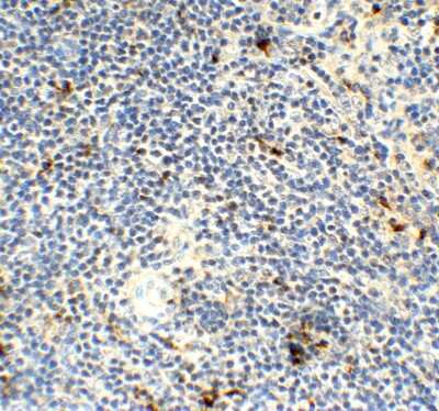 Immunohistochemistry-Paraffin: AMID Antibody - BSA Free [NBP3-18132] - Immunohistochemical analysis of paraffin-embedded mouse spleen tissue using anti-AMID antibody (NBP3-18132) at 1 ug/mL. Tissue was fixed with formaldehyde and blocked with 10% serum for 1 h at RT; antigen retrieval was by heat mediation with a citrate buffer (pH6). Samples were incubated with primary antibody overnight at 4C. A goat anti-rabbit IgG H&L (HRP) at 1/250 was used as secondary. Counter stained with Hematoxylin.