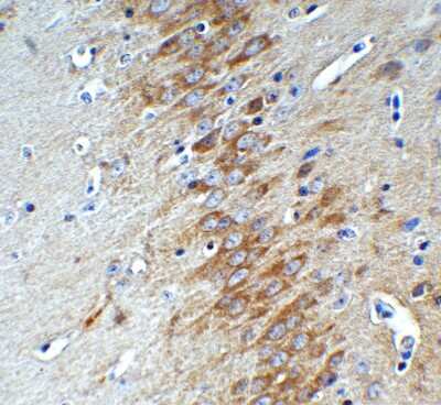 Immunohistochemistry-Paraffin: AMID Antibody - BSA Free [NBP3-18133] - Immunohistochemical analysis of paraffin-embedded mouse brain tissue using anti-AMID antibody (NBP3-18133) at 1 ug/mL. Tissue was fixed with formaldehyde and blocked with 10% serum for 1 h at RT; antigen retrieval was by heat mediation with a citrate buffer (pH6). Samples were incubated with primary antibody overnight at 4C. A goat anti-rabbit IgG H&L (HRP) at 1/250 was used as secondary. Counter stained with Hematoxylin.