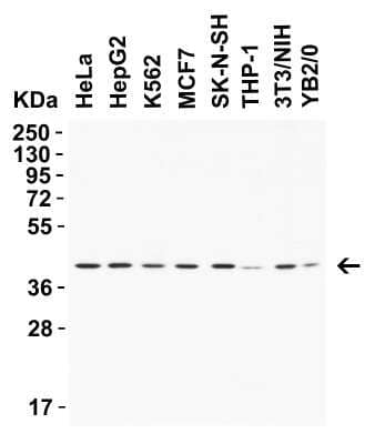 Western Blot: AMID Antibody - BSA Free [NBP3-18132] - WB Validation in Human Mouse and Rat Cell Lines. Loading: 15 ug of lysate. Antibodies: AMID NBP3-18132, 2 ug/mL, 1h incubation at RT in 5% NFDM/TBST. Secondary: Goat Anti-Rabbit IgG HRP conjuate at 1:10,000 dilution.