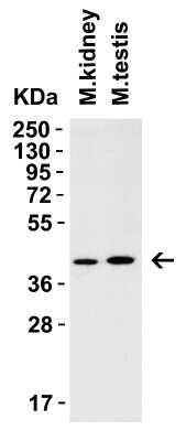 Western Blot: AMID Antibody - BSA Free [NBP3-18132] - WB Validation in Mouse Tissues. Loading: 15 ug of lysate. Antibodies: AMID NBP3-18132, 2 ug/mL, 1h incubation at RT in 5% NFDM/TBST. Secondary: Goat Anti-Rabbit IgG HRP conjuate at 1:10,000 dilution.