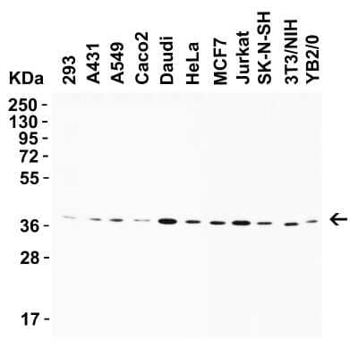 Western Blot: AMID Antibody - BSA Free [NBP3-18133] - WB Validation in Human Mouse and Rat Cell Lines. Loading: 15 ug of lysate. Antibodies: AMID NBP3-18133, 2 ug/mL, 1h incubation at RT in 5% NFDM/TBST. Secondary: Goat Anti-Rabbit IgG HRP conjuate at 1:10,000 dilution.