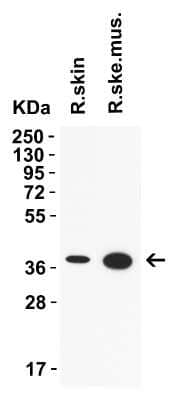 Western Blot: AMID Antibody - BSA Free [NBP3-18133] - WB Validation in Rat Tissues. Loading: 15 ug of lysate. Antibodies: AMID NBP3-18133, 2 ug/mL, 1h incubation at RT in 5% NFDM/TBST. Secondary: Goat Anti-Rabbit IgG HRP conjuate at 1:10,000 dilution.