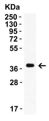 Western Blot: AMID Antibody - BSA Free [NBP3-18133] - WB Validation in Mouse Skeletal Muscle. Loading: 15 ug of lysate. Antibodies: AMID NBP3-18133, 2 ug/mL, 1h incubation at RT in 5% NFDM/TBST. Secondary: Goat Anti-Rabbit IgG HRP conjuate at 1:10,000 dilution.