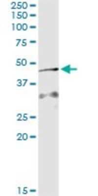 Immunoprecipitation: AMID Antibody (3A11) [H00084883-M09] - Analysis of AIFM2 transfected lysate using anti-AIFM2 monoclonal antibody and Protein A Magnetic Bead, and immunoblotted with AIFM2 rabbit polyclonal antibody.