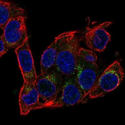 Immunocytochemistry/Immunofluorescence: AMID Antibody [NBP2-58117] - Staining of human cell line Hep G2 shows localization to cytosol. Antibody staining is shown in green.
