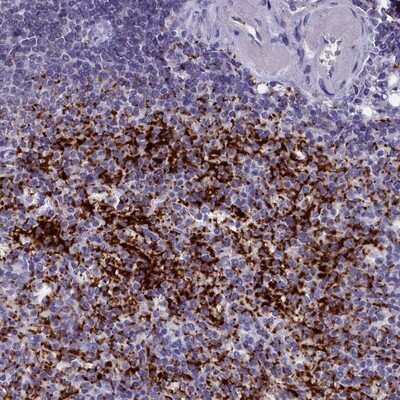 Immunohistochemistry-Paraffin: AMID Antibody [NBP1-90176] - Staining of human spleen shows strong cytoplasmic positivity in cells in red pulp.