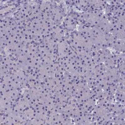 Immunohistochemistry-Paraffin: AMID Antibody [NBP1-90176] - Staining of human pancreas shows no cytoplasmic positivity in exocrine glandular cells.