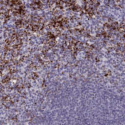 Immunohistochemistry-Paraffin: AMID Antibody [NBP1-90176] - Staining of human spleen shows strong granular cytoplasmic positivity in cells in red pulp.