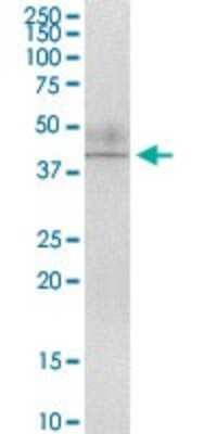 Immunoprecipitation: AMID Antibody [H00084883-D01P] - Analysis of AIFM2 transfected lysate using anti-AIFM2 rabbit polyclonal antibody and Protein Magnetic Bead, and immunoblotted with AIFM2 purified mouse polyclonal antibody (B01P).