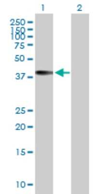 Western Blot: AMID Antibody [H00084883-B01P] - Analysis of AIFM2 expression in transfected 293T cell line by AIFM2 polyclonal antibody.  Lane 1: AMID transfected lysate(41.03 KDa). Lane 2: Non-transfected lysate.