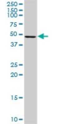 Western Blot: AMID Antibody [H00084883-D01P] - Analysis of AIFM2 expression in mouse lung.