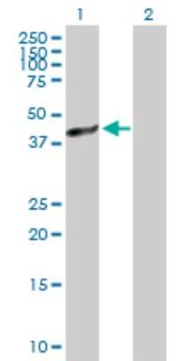 Western Blot: AMID Antibody [H00084883-D01P] - Analysis of AIFM2 expression in transfected 293T cell line by AIFM2 polyclonal antibody.Lane 1: AIFM2 transfected lysate(40.50 KDa).Lane 2: Non-transfected lysate.