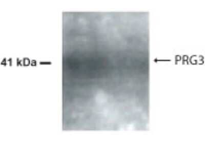 Western Blot: AMID Antibody [NB200-170] - Analysis of AMID using NB200-170 at 1:500 dilution on 50ug of human heart lysate.