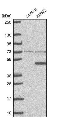Western Blot AMID Antibody - BSA Free